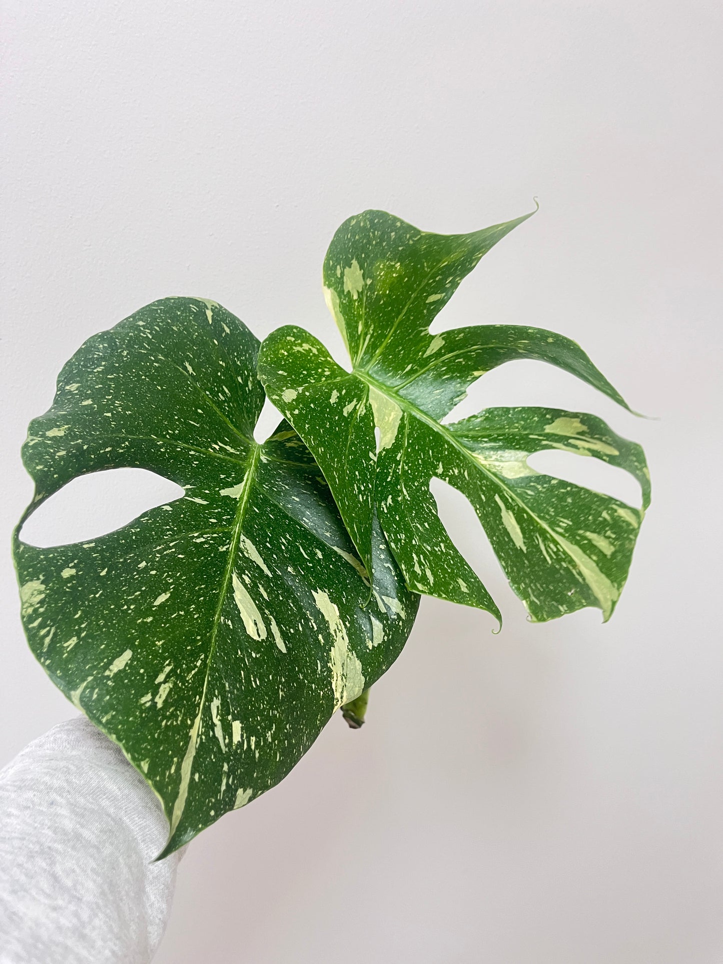 Monstera thai constellation - pistokas