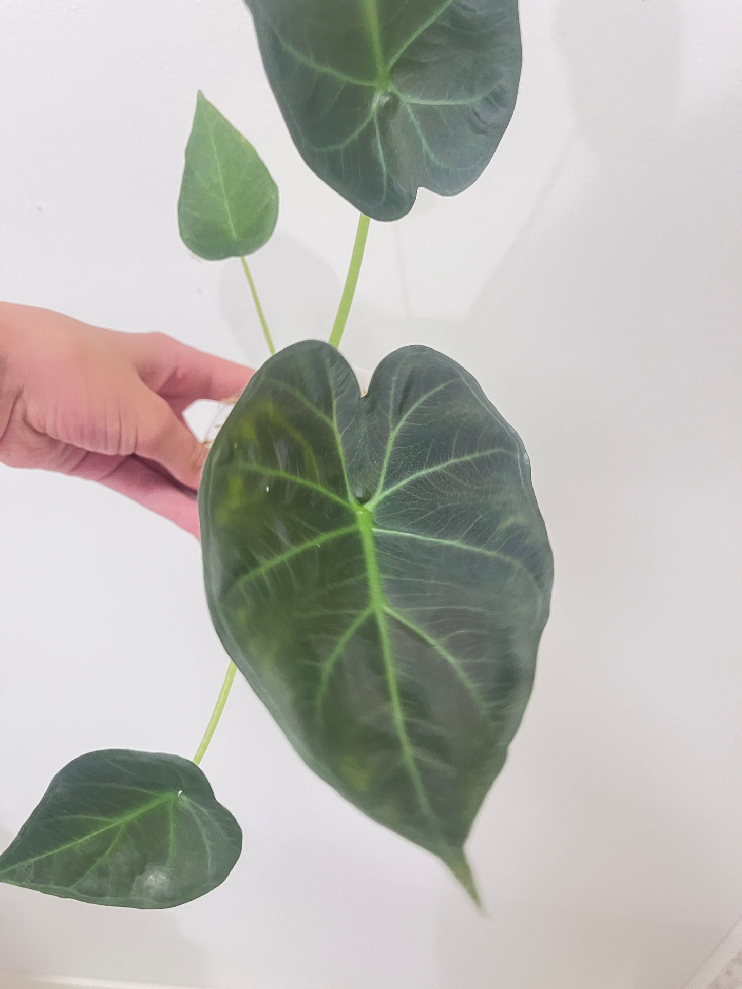 Alocasia regal shield