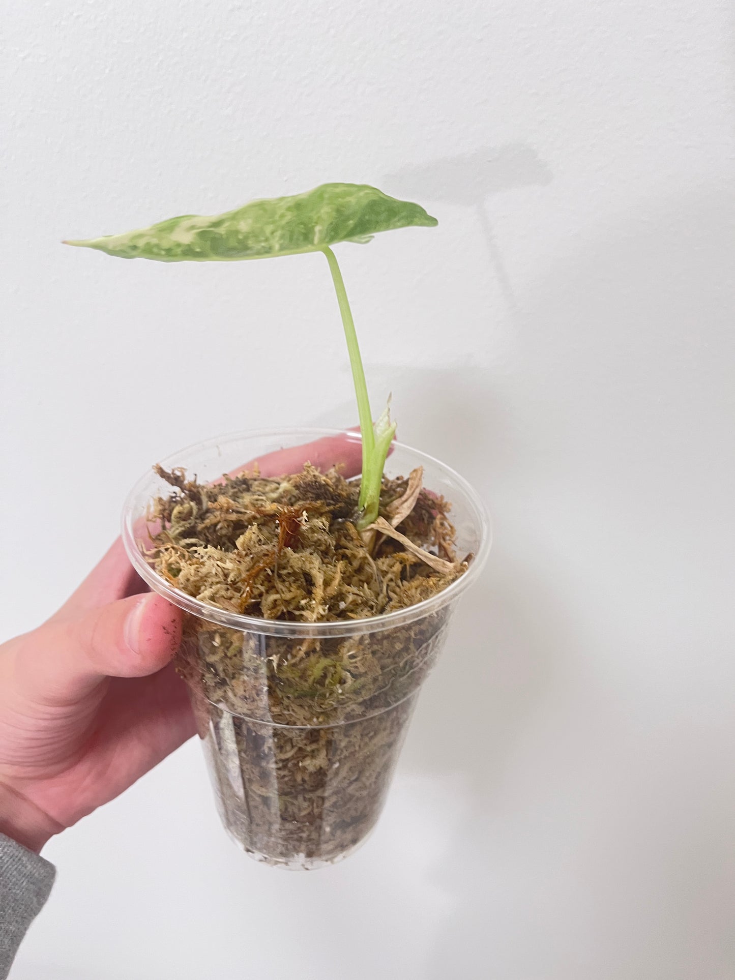 Alocasia frydek variegata