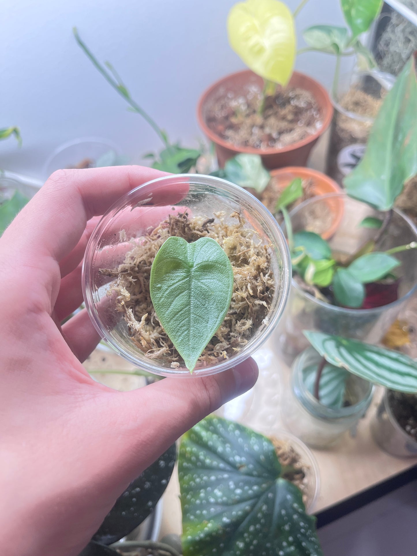 Alocasia melo
