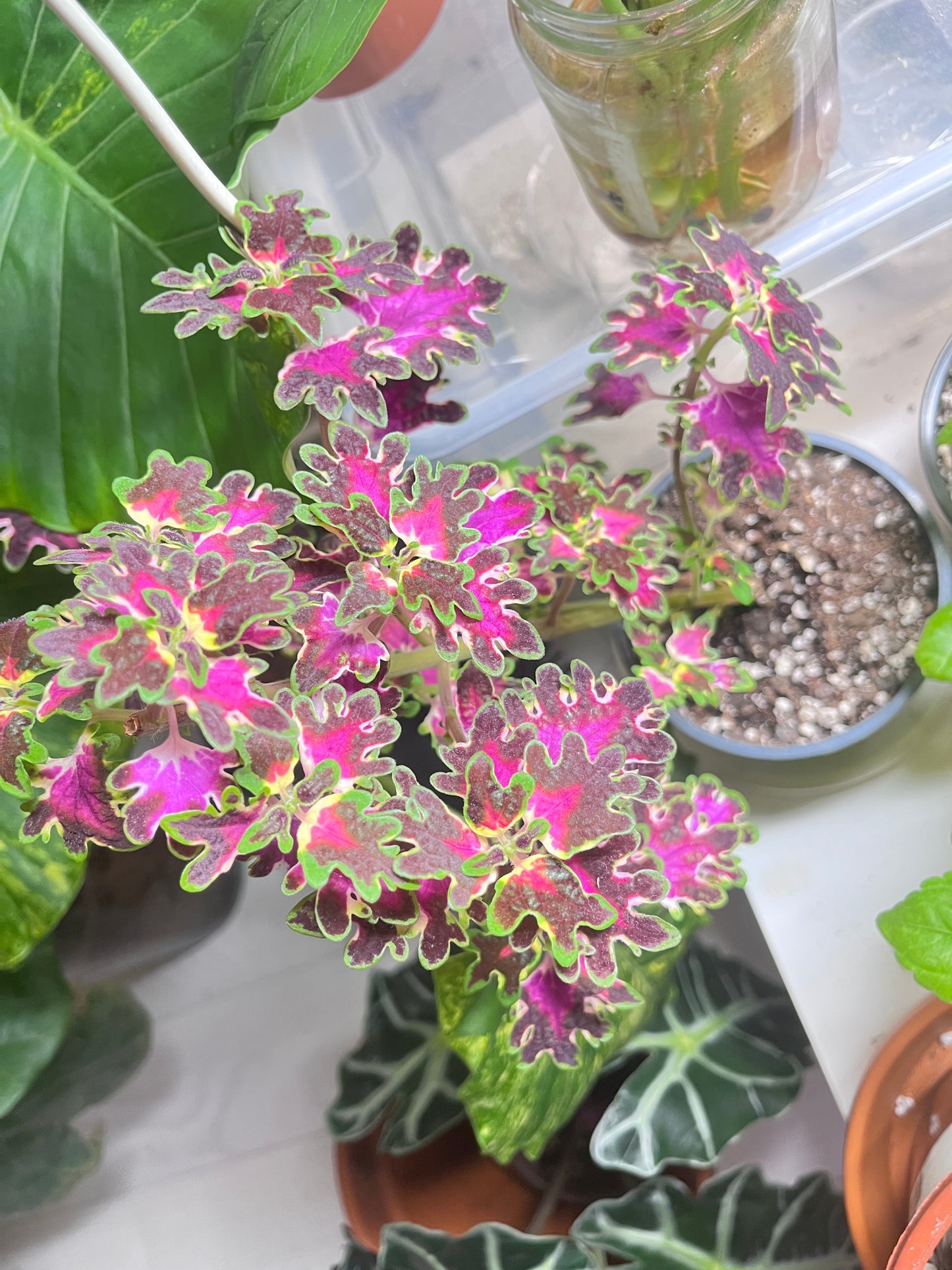 Coleus ”colocha rose” pistokkaat