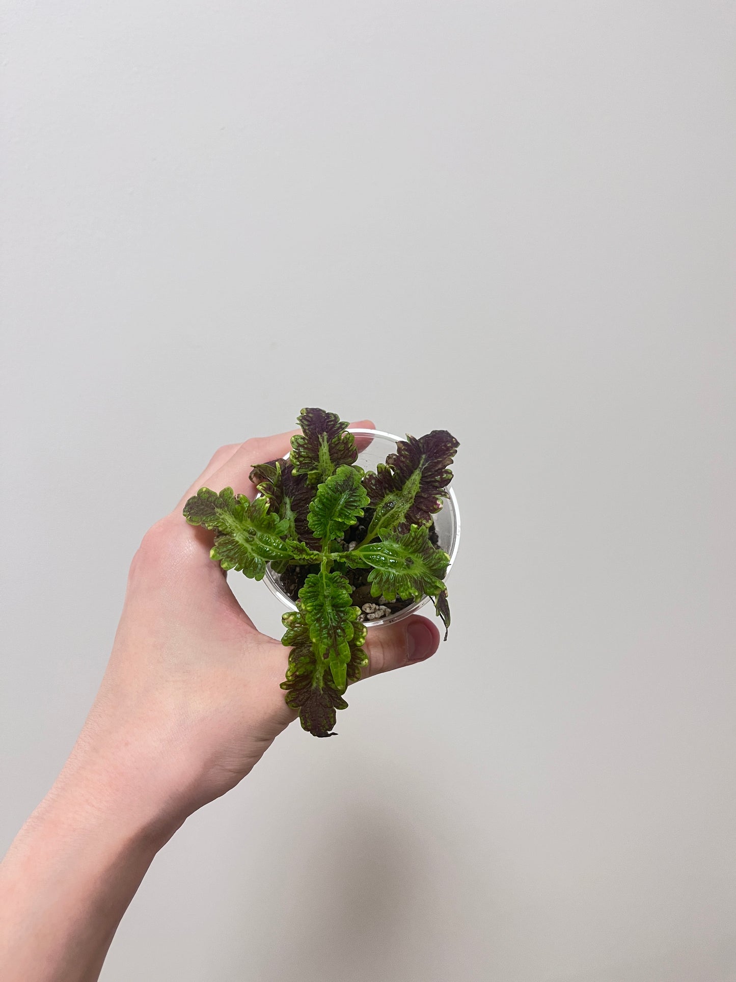 Coleus wildfire blaze
