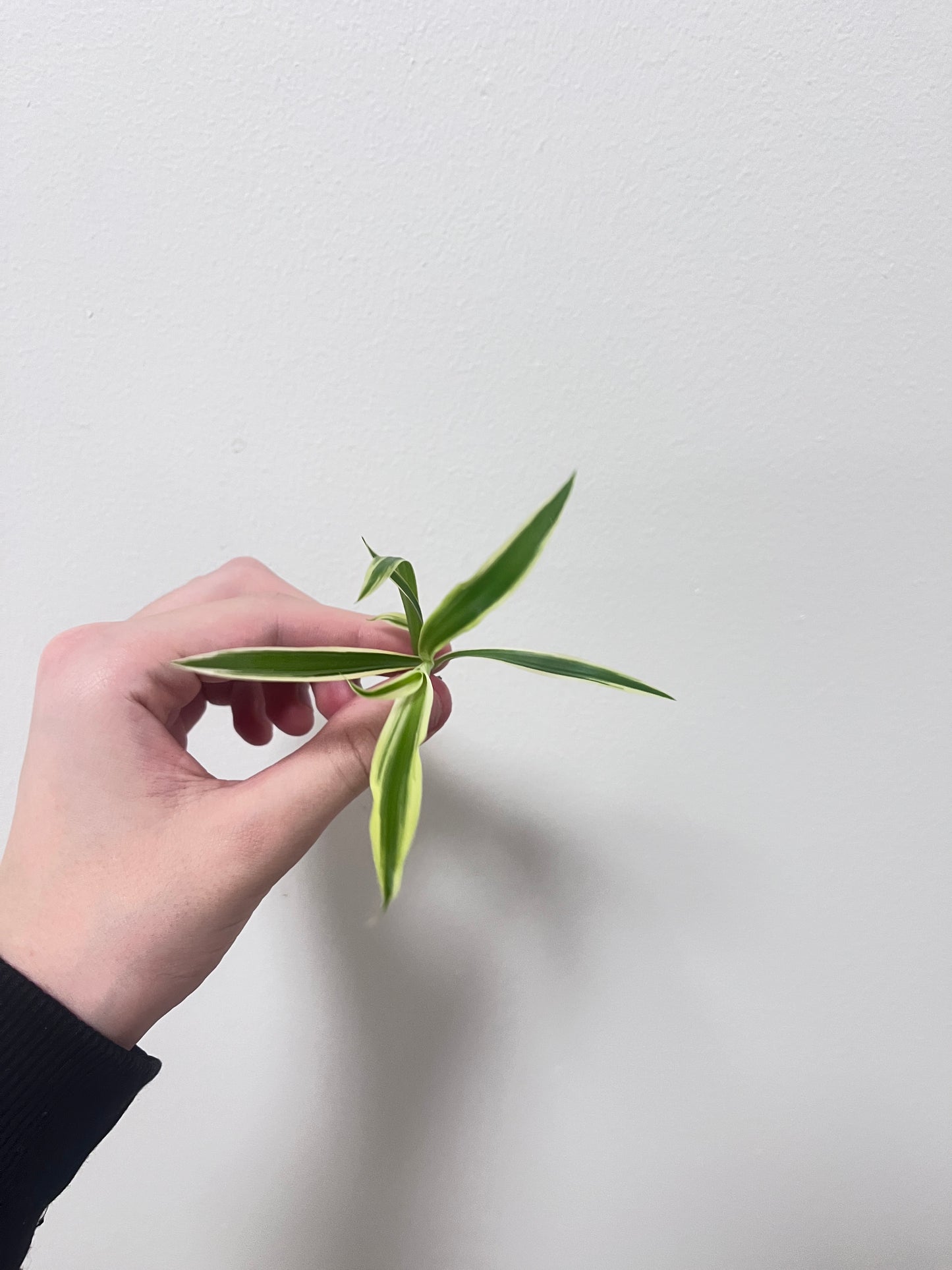 Chlorophytum comosum (kirjorönsylilja)
