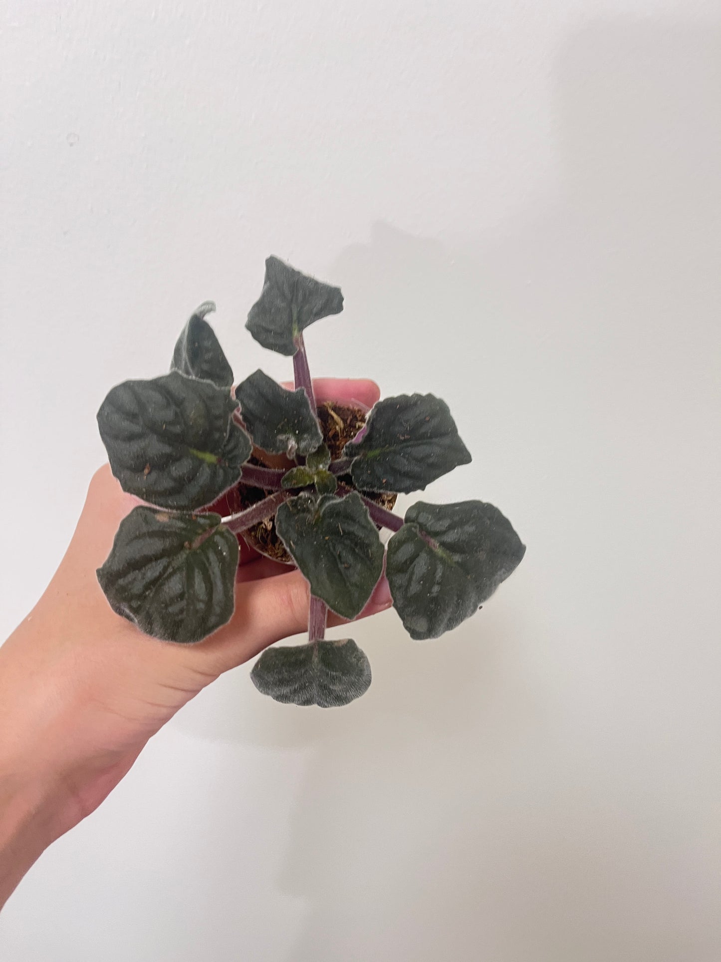 African violet pink flower