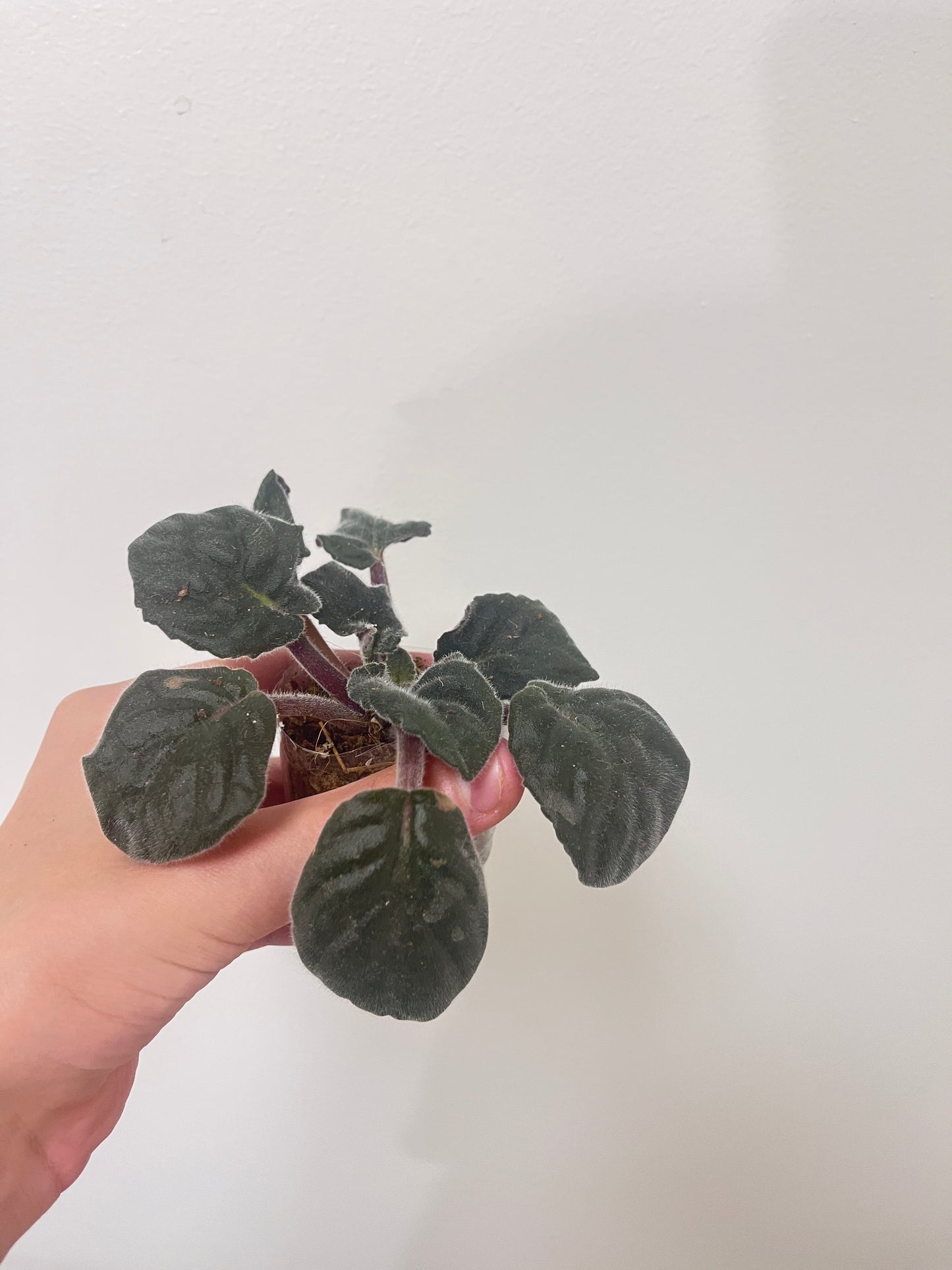 African violet pink flower