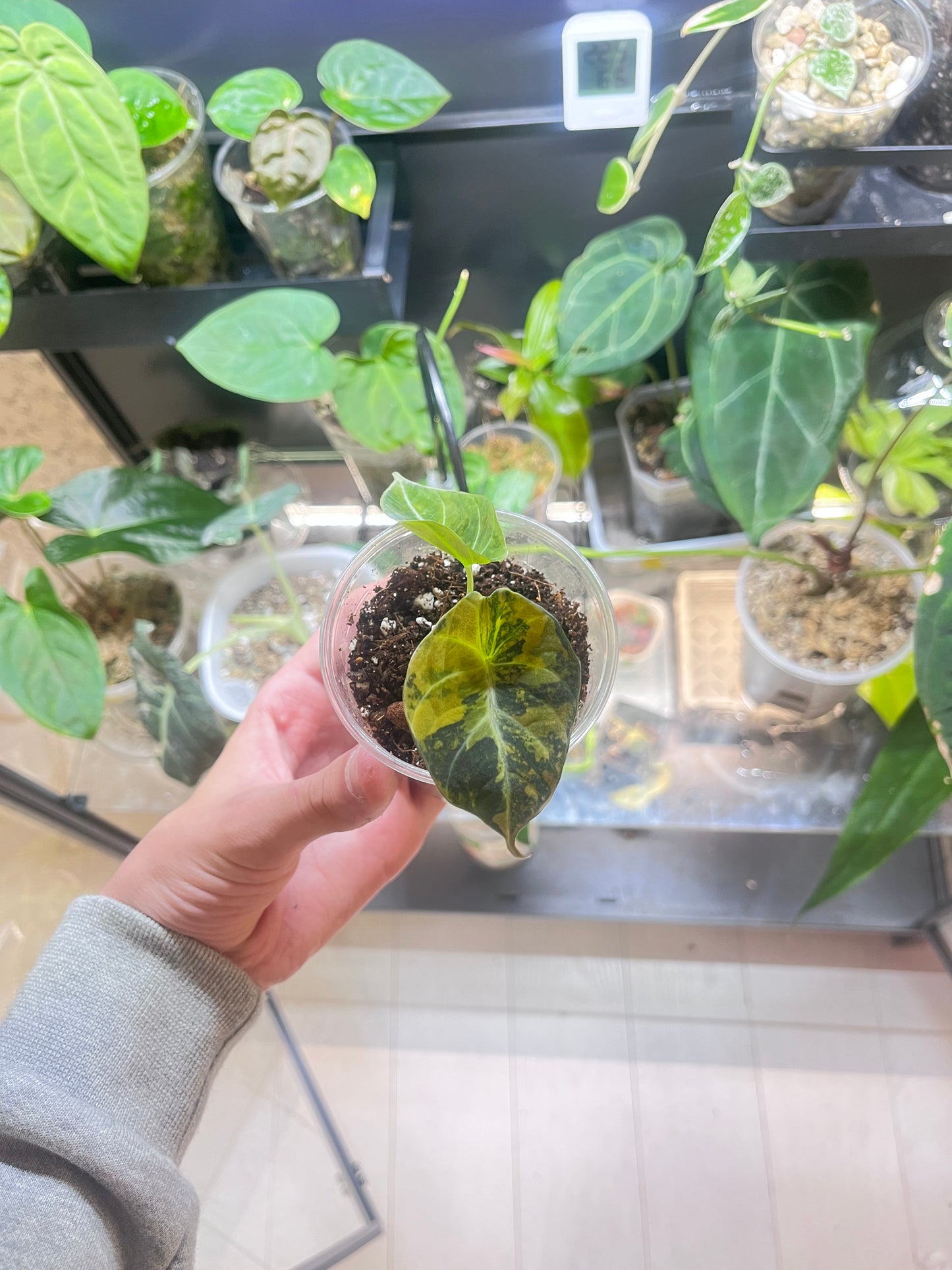 Alocasia black velvet gold variegata