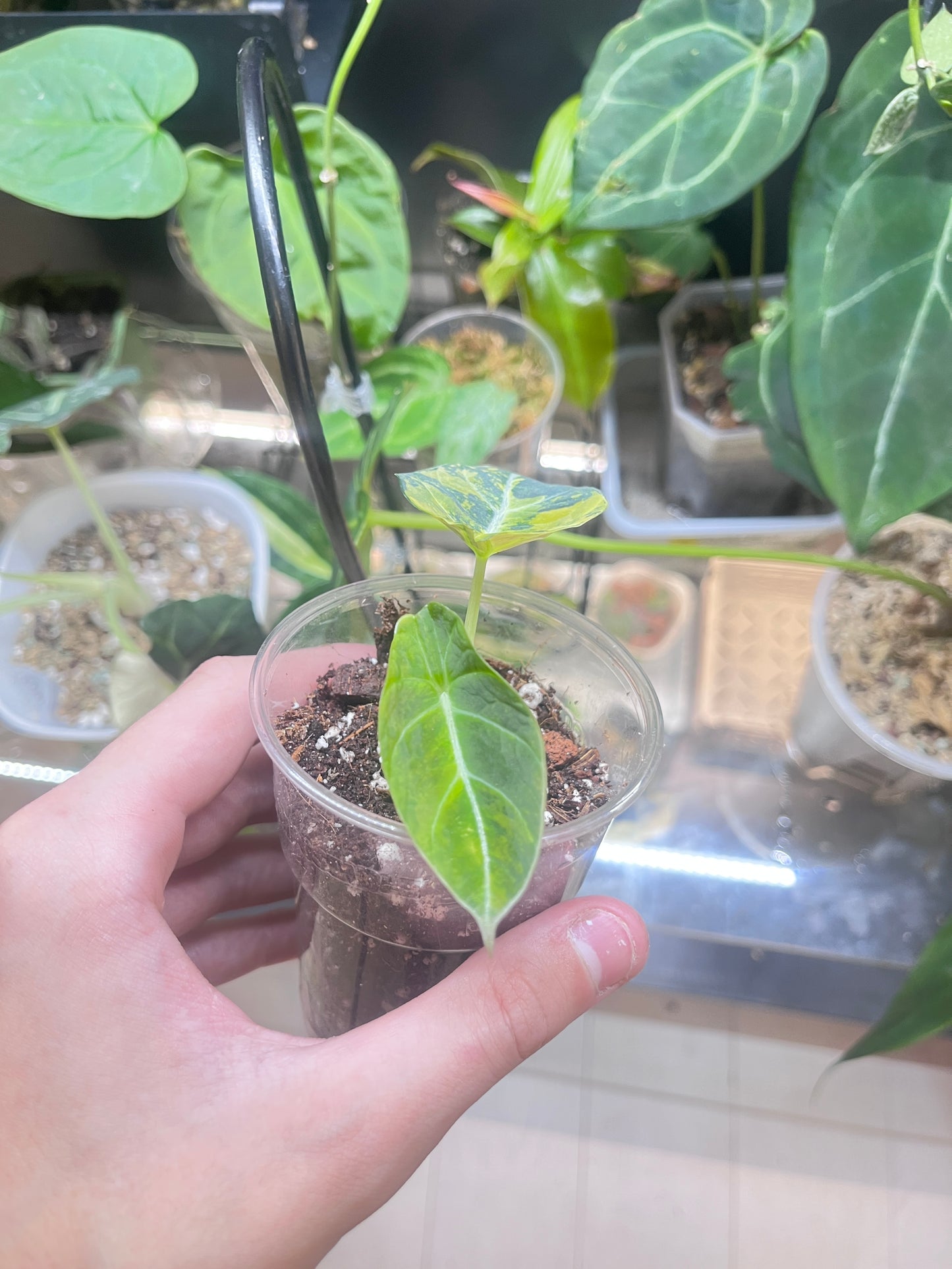 Alocasia black velvet gold variegata