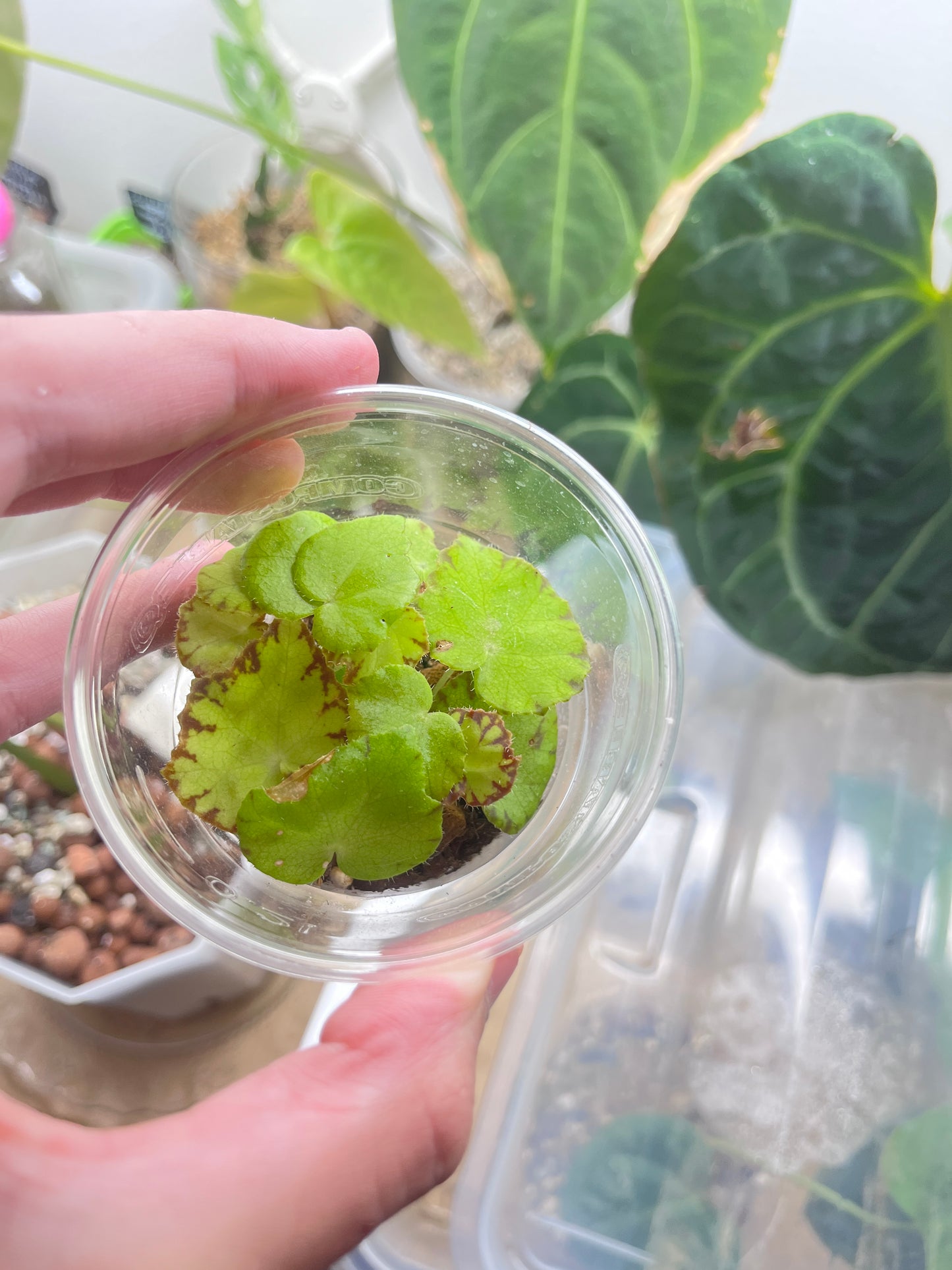 Begonia lima love