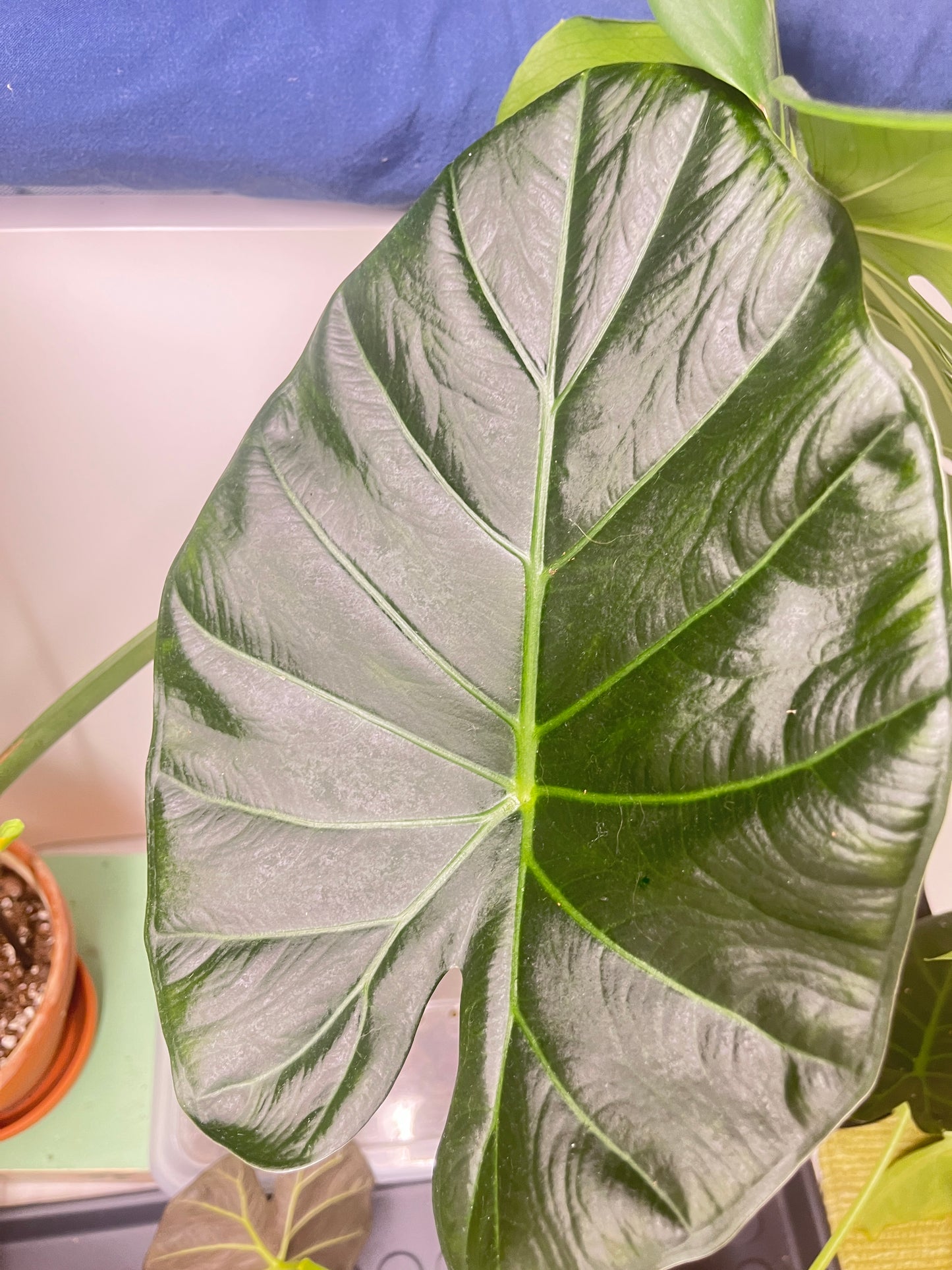 Alocasia regal shield corm