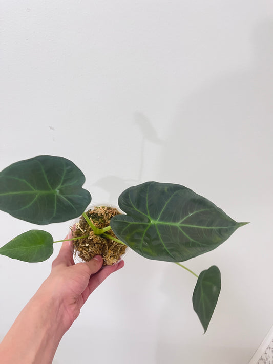 Alocasia regal shield