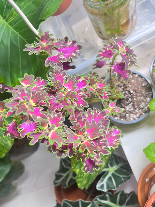 Coleus colocha rose pistokkaita