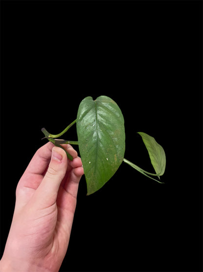 Epipremnum pinnatum ”cebu blue”