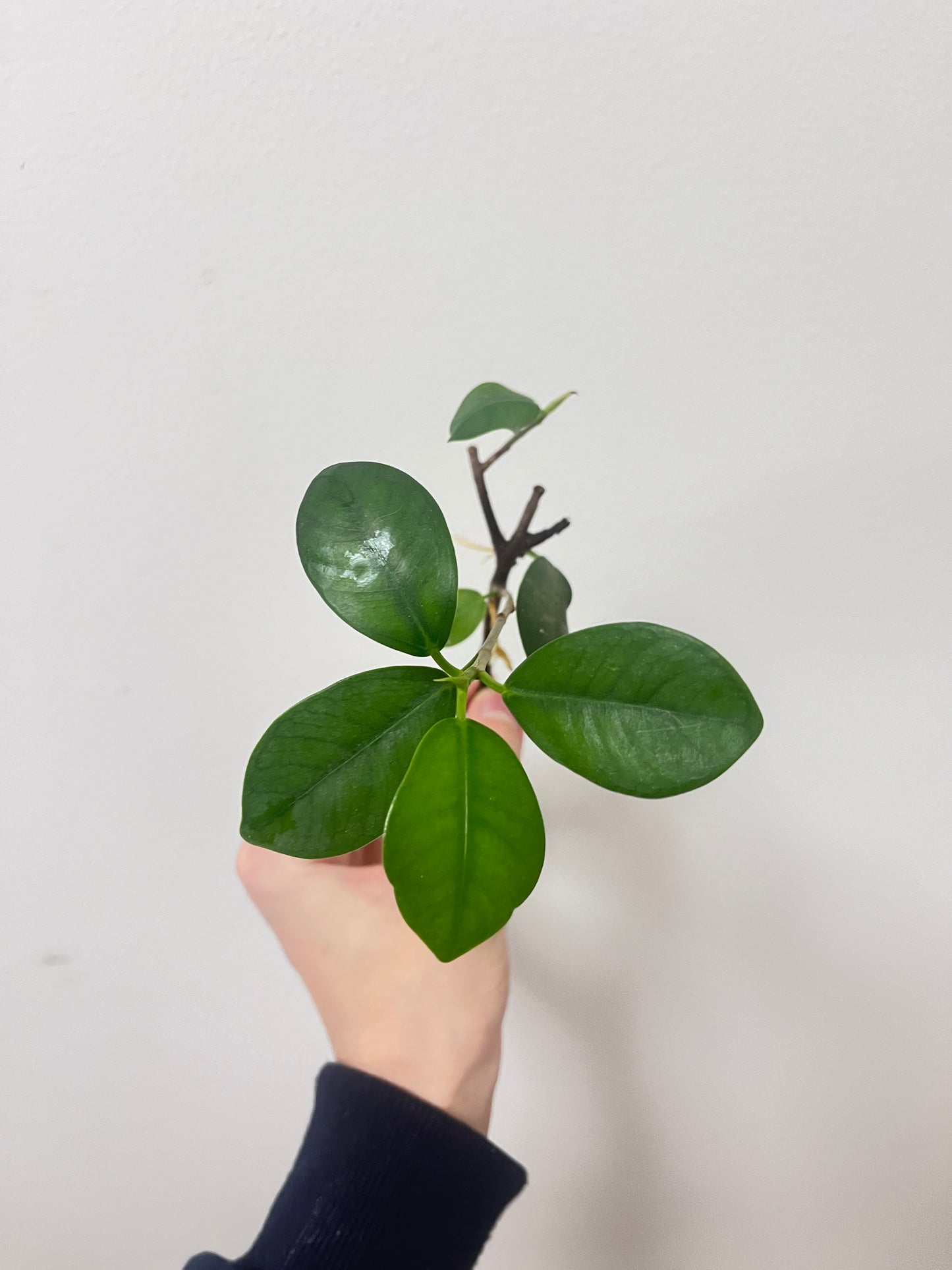 Ficus benjamina