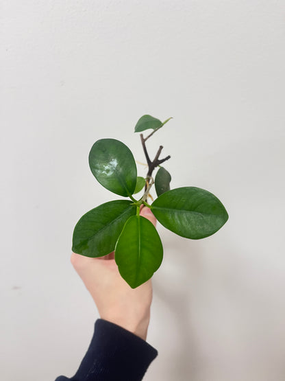 Ficus benjamina