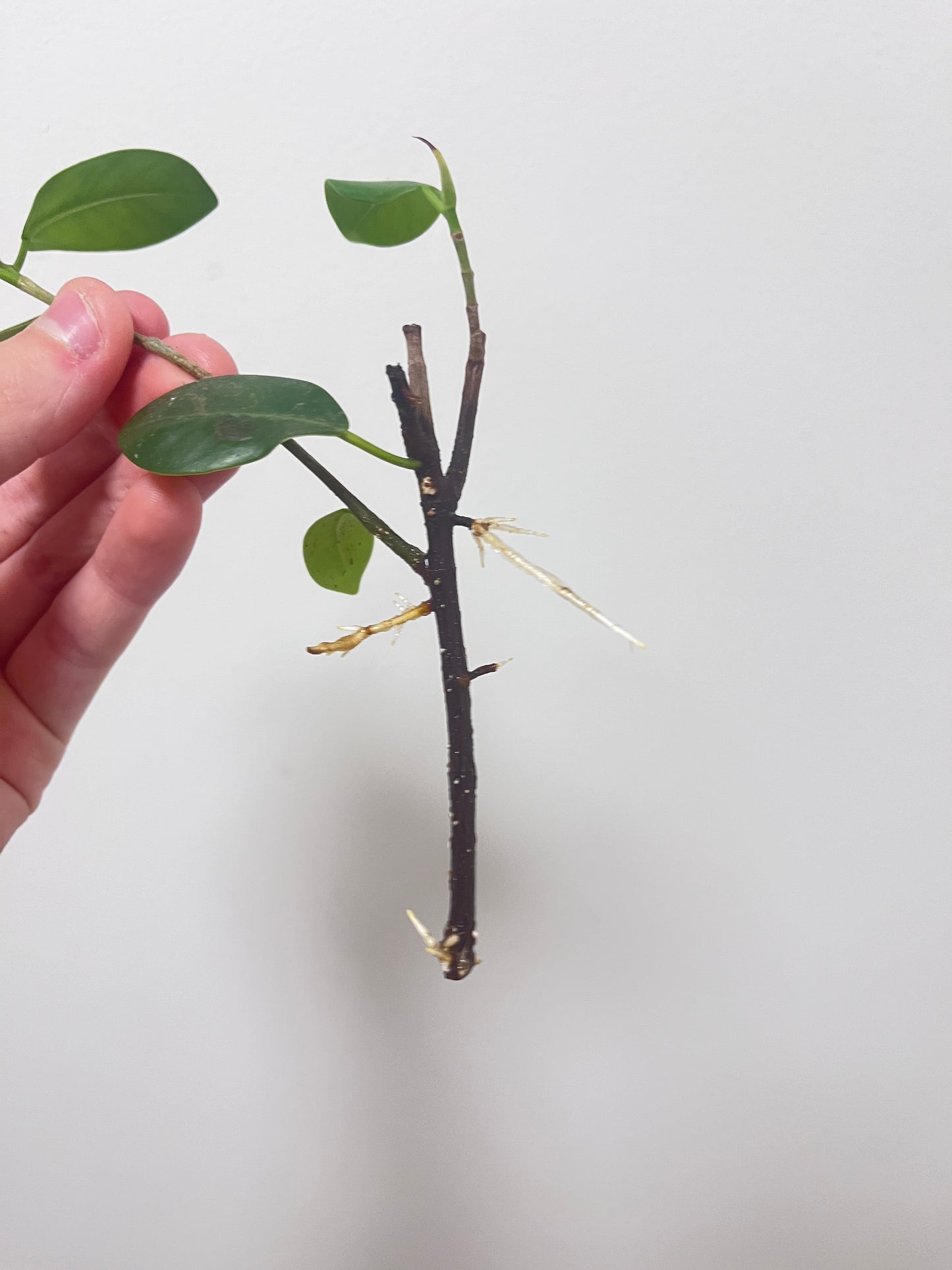 Ficus benjamina