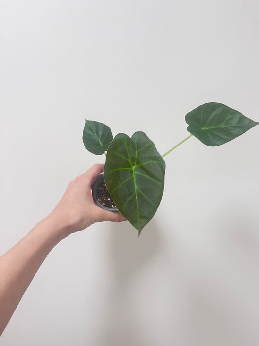 Alocasia regal shield