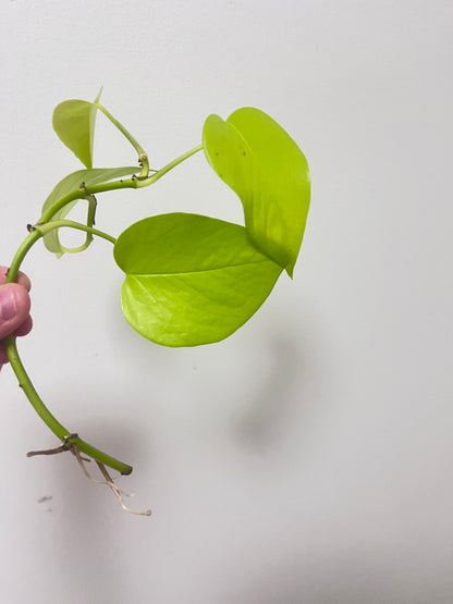 Epipremnum aureum Neon