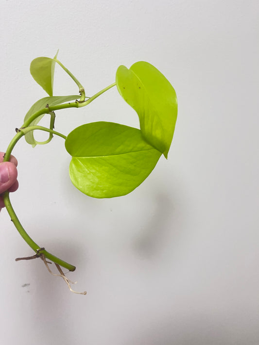Epipremnum aureum Neon