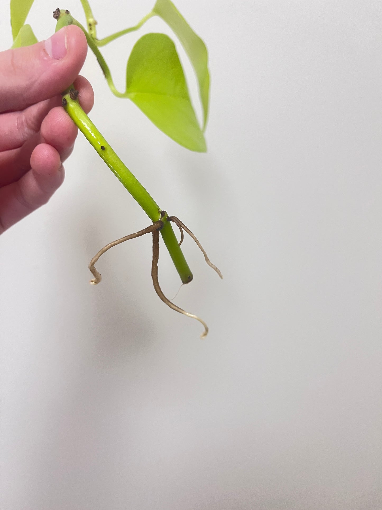 Epipremnum aureum Neon