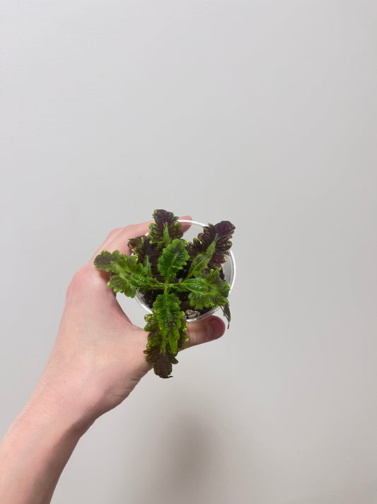 Coleus wildfire blaze