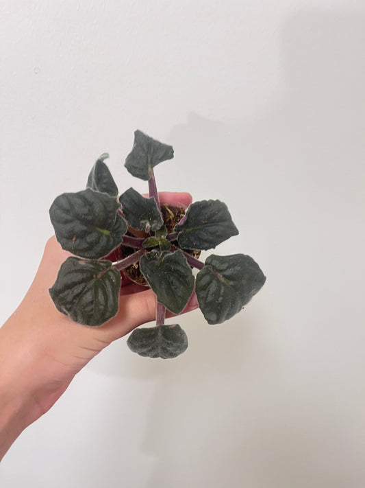 African violet pink flower