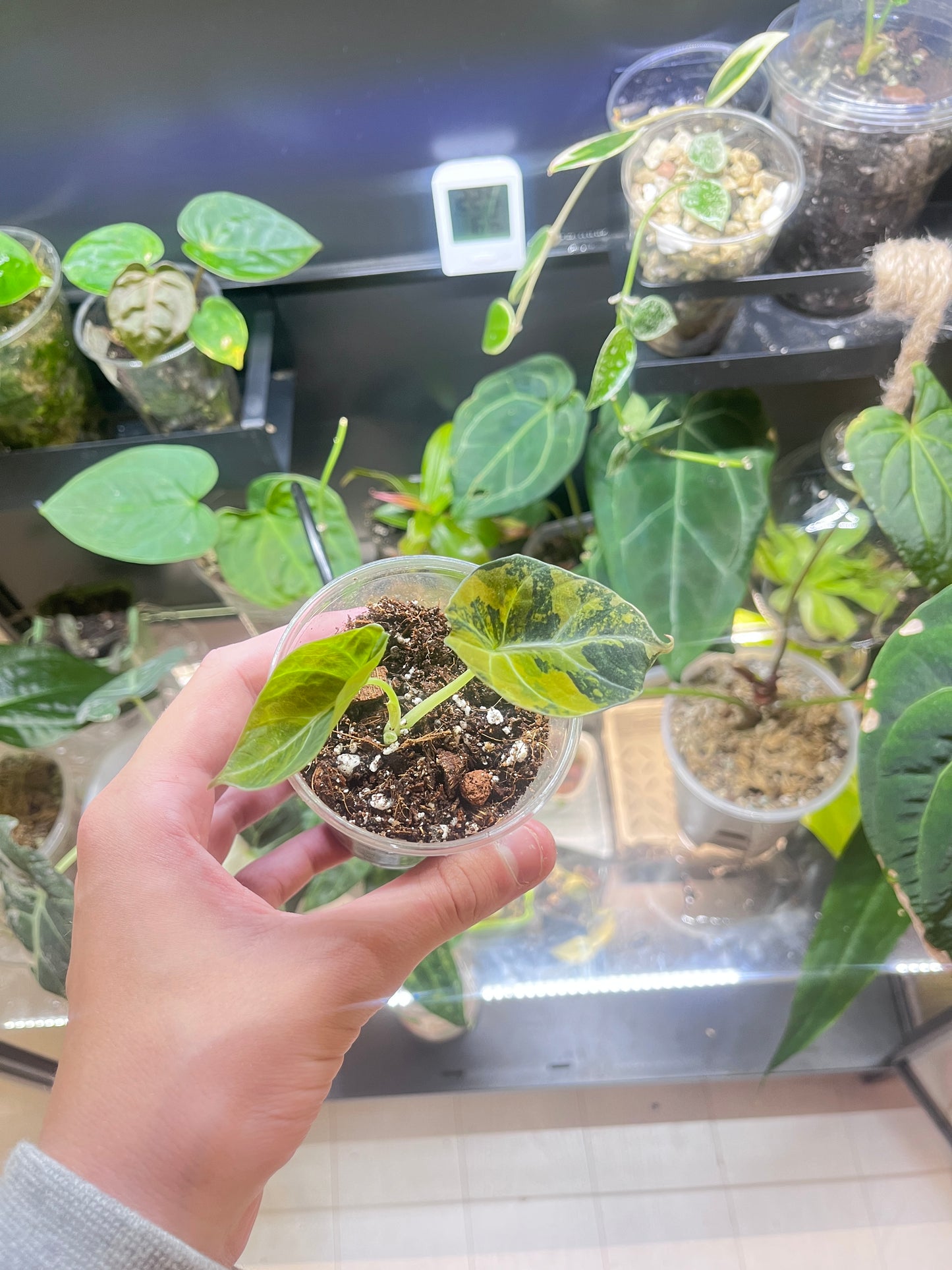 Alocasia black velvet gold variegata