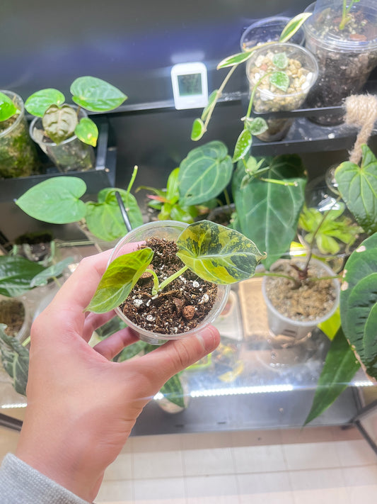 Alocasia black velvet gold variegata