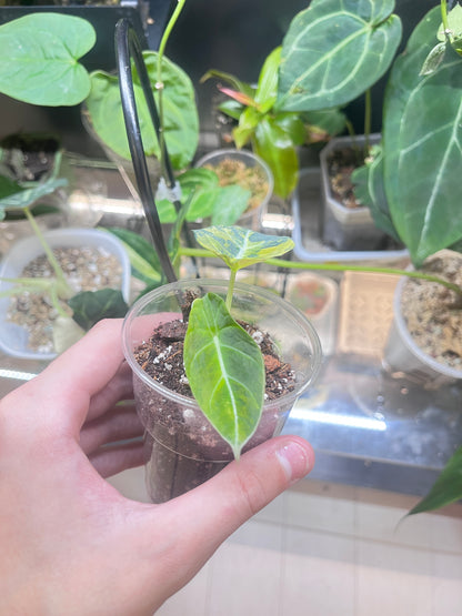Alocasia black velvet gold variegata